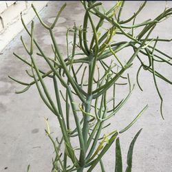 Plants And Tools 35ave/glendale