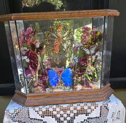 Vintage Butterfly Taxidermy Cottage Core Decor 70s 80s