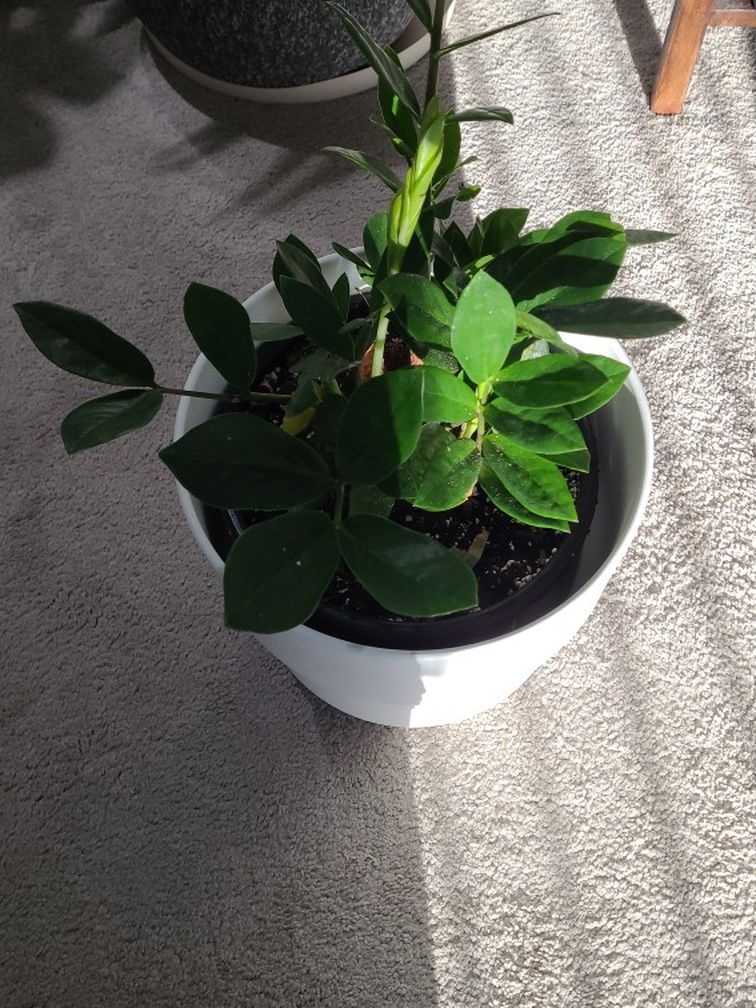 Zz Plant In 9" Nursery Pot - White Pot NOT Included