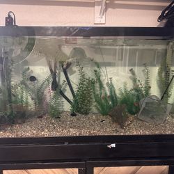 Fish Tank 