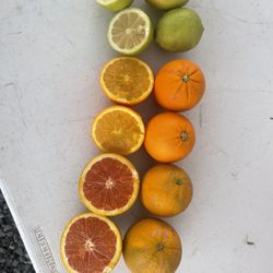 Fresh Picked Fruit Cara Car Lemons Oranges Valencia 