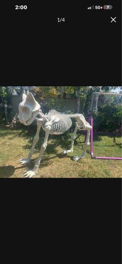 Giant Skeleton Cat