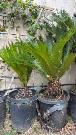Sago 15 gallon 2x$120