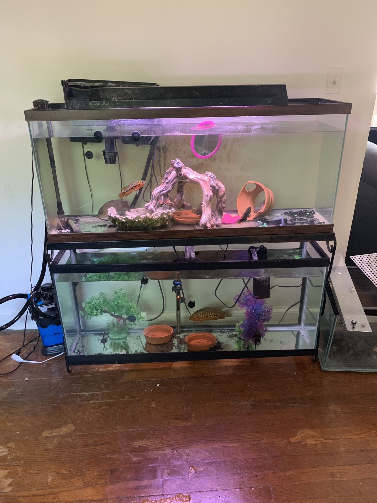 Two 55 gallon fish tank