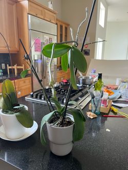 White Orchid