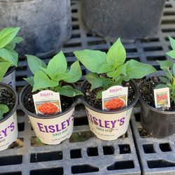 $10 Each Carolina Reaper Trinidad Moruga Scorpion Ghost Pepper (Bhut Jolokia) Hot 🌶️ Thai Dragon Peppers Chili Pepper   Cash only  Pick up in North S