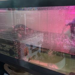 Turtles Tank And Filter