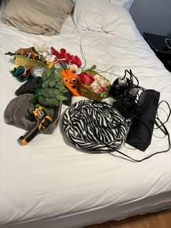 Bearded Dragon Items