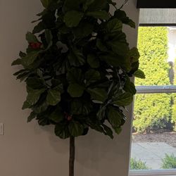 Fake Fiddle Leaf Tree With Pot 80.00 Extra Pot And Fake Grass