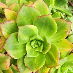 Succulents Plants Rare variegated haworthii Silk Variegated Pick Up  In Upland 