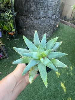 Short aloe plant