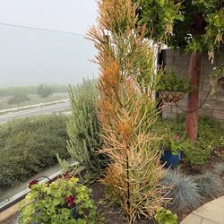 Pencil plant and two cuttings