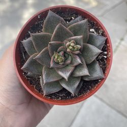 4” echeveria purpusorum 