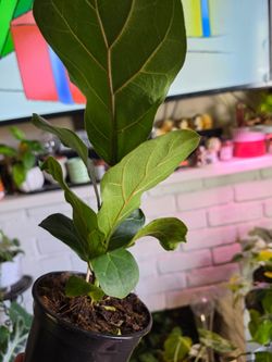 fiddle-leaf fig (Ficus lyrata)