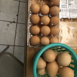 Chicken Eggs