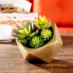 2 Gold Tabletop Succulents