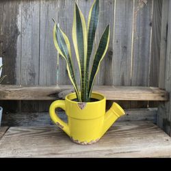 Indoor Mother-in-Law or Snake Plant