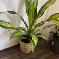 Plant For Room Big Size Firm Price