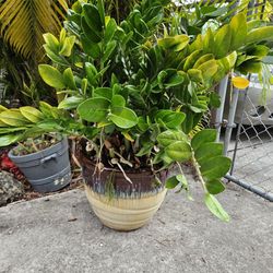 Plant In beautiful Pot