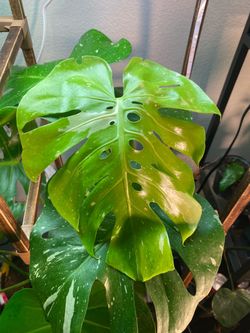 Monstera Thai constellation