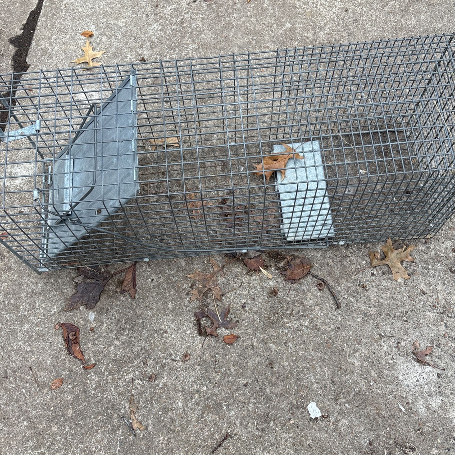 Trap for skunk or pass