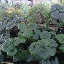 Beautiful shade/indoor plants on sale now $25