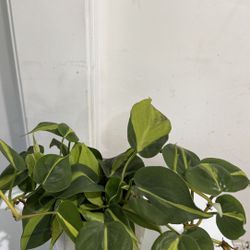 Philodendron Brasil