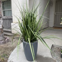 Faux Plant