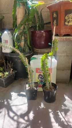 Madagascar ocotillo