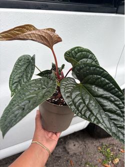 Anthurium ❤️🪴