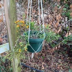 Hatiora Salicornoides DANCING BONES 