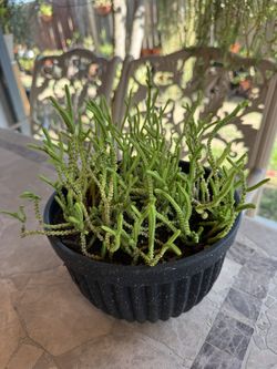Small Hanging Succulent Plant