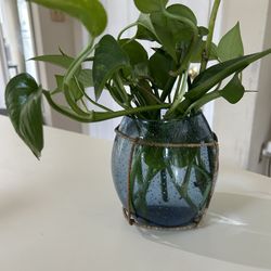Vaza With Natural Plant 