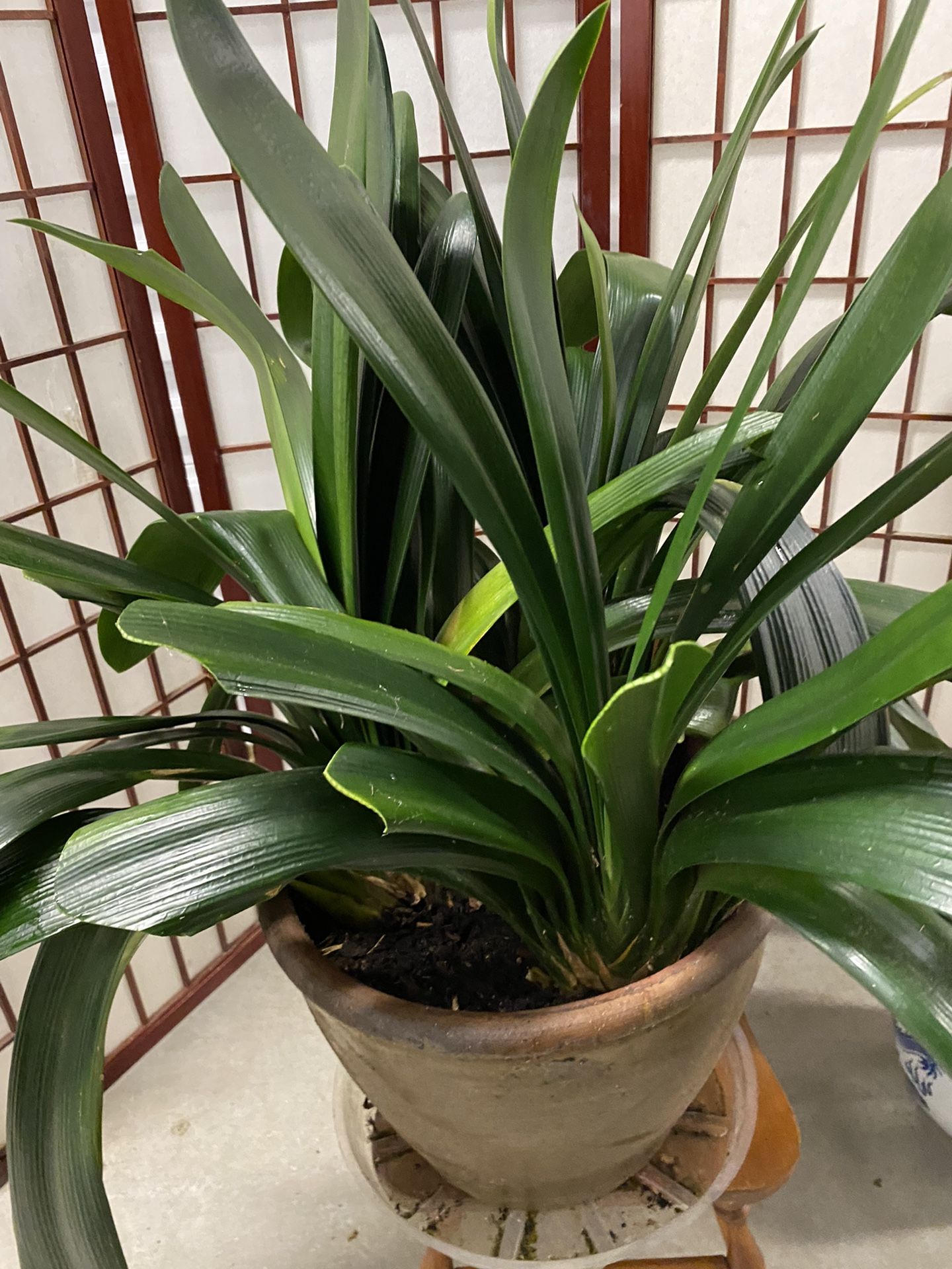 3 pieces lily plant bigger