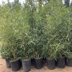 5 Gallon Size- Bamboo Plants- Approximately 4-6 Feet Tall- Multiple Varieties Available 