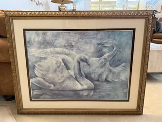 Show of Splendor Swan Framed Print