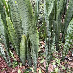 Snake plants.        East Orlando Area