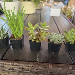 Set of 5 Succulents in 2" pots