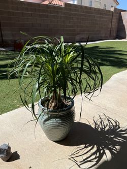 Live Ponytail Palm Plant with New Ceramic Pot (Please read full description)