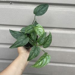 4” monstera siltepecana 