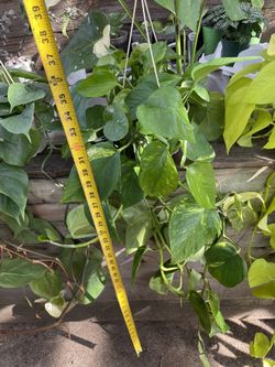 Specialty***full/lush/trailing 3ft golden Pothos, exact plant; 95820