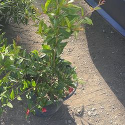 Pomegranate 