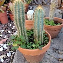 Different Plants Cattus  2 X15