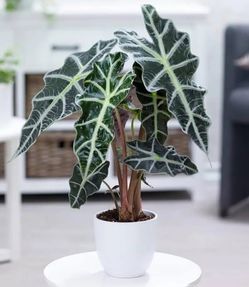 Alocasia Polly