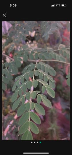 Moringa
