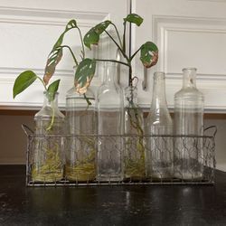 Free Plants And Bottles With Holder