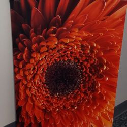 WALL ART - CANVAS PRINT - RED DAISY