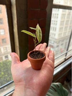 Ficus Benjamina
