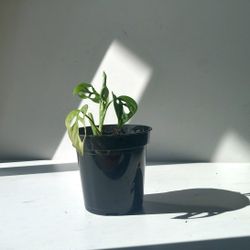 Monstera Adansonii Wide Leaf Plant/ Swiss Cheese Monstera Plant/ House Plant/ Indoor Plant 