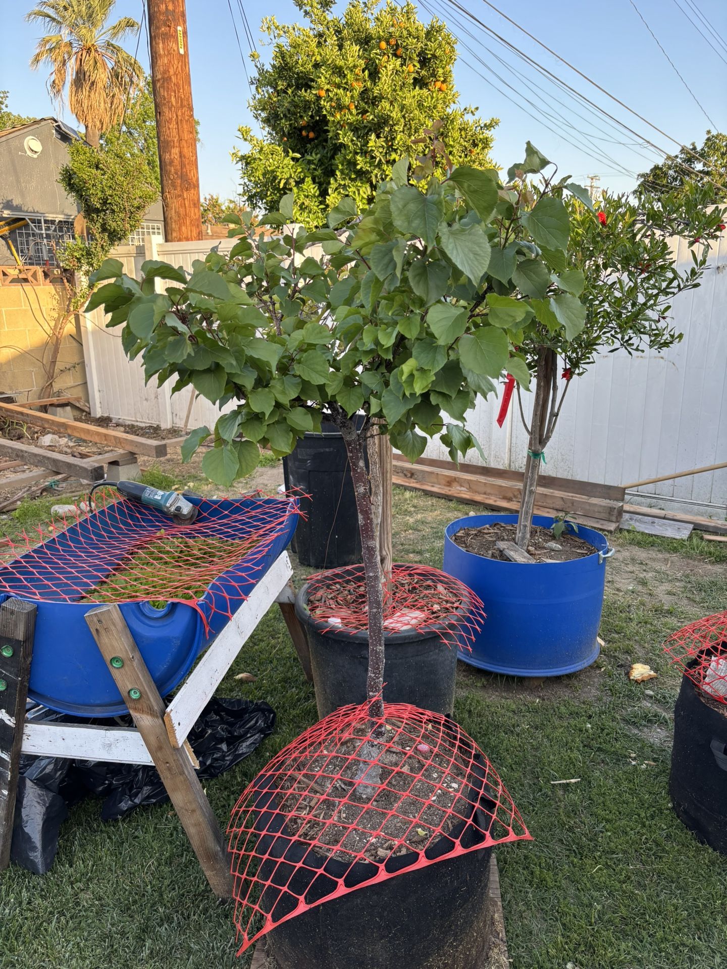 Árbol De Chabacano